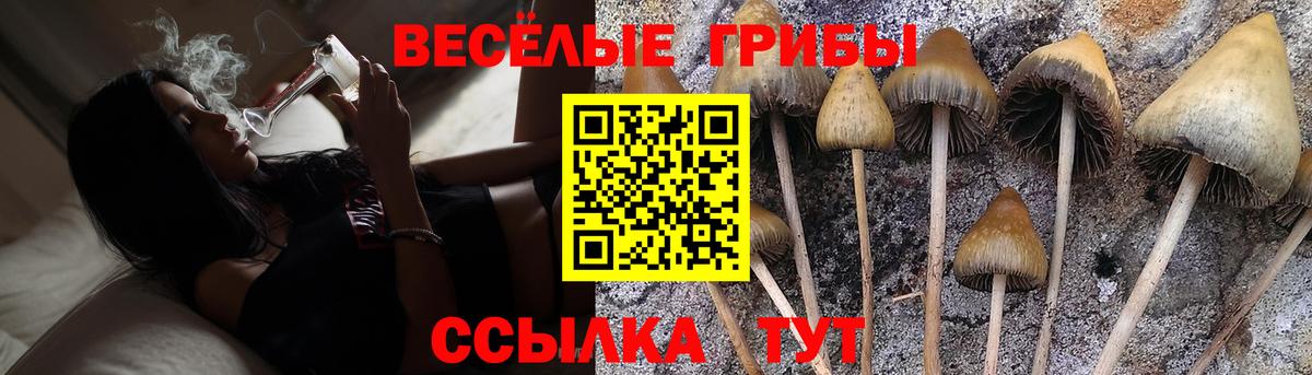 Галлюциногенные грибы мицелий Горно-Алтайск